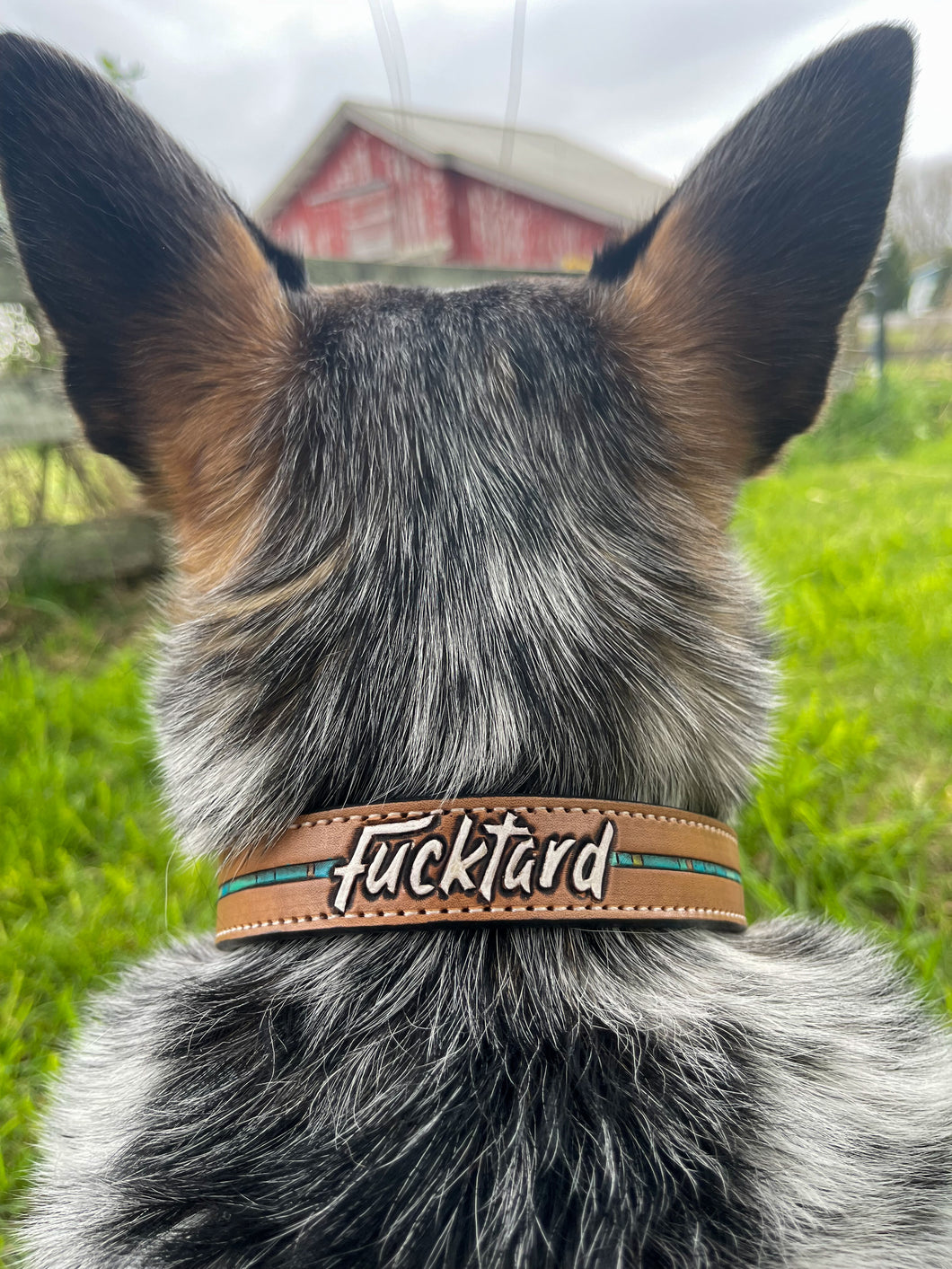 Custom dog collars
